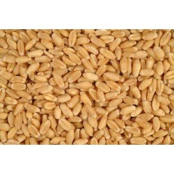 Wheat Grains - 1Kg